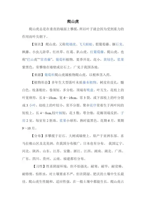 爬山虎