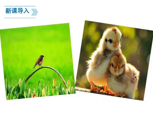 梁实秋《鸟》