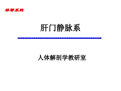 肝门静脉系 人体解剖学