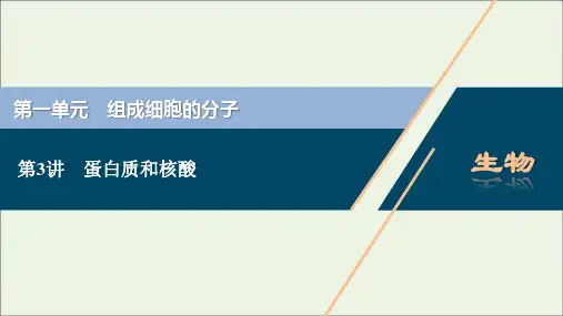 新教材高考生物一轮复习第一单元组成细胞的分子第3讲蛋白质和核酸课件新人教版
