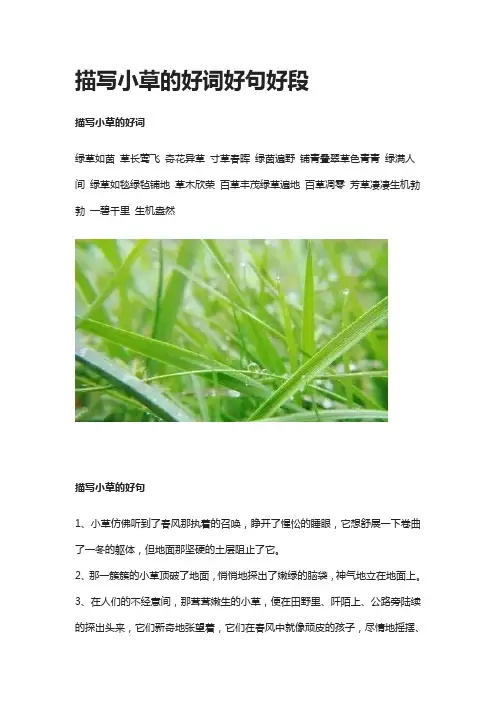 描写小草的好词好句好段