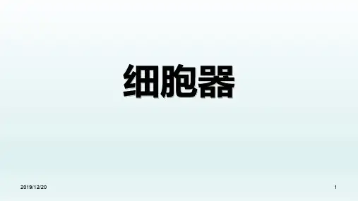 高中生物细胞器PPT课件