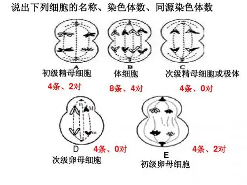 1.1孟德尔的豌豆杂交实验(一)ppt课件