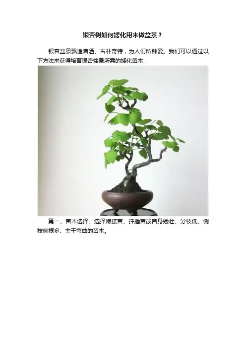 银杏树如何矮化用来做盆景？