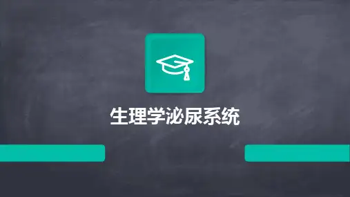2024版生理学泌尿系统