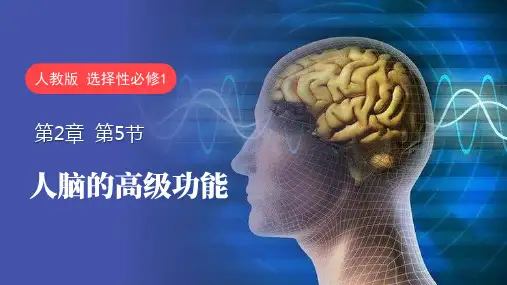 2.5人脑的高级功能课件高二上学期生物人教版选择性必修1(1)
