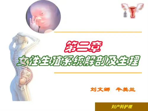 女性生殖系统解剖及生理