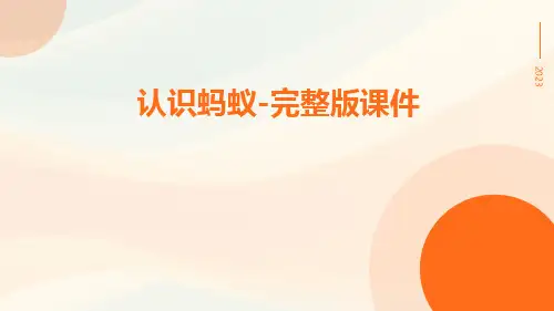 认识蚂蚁-完整版课件