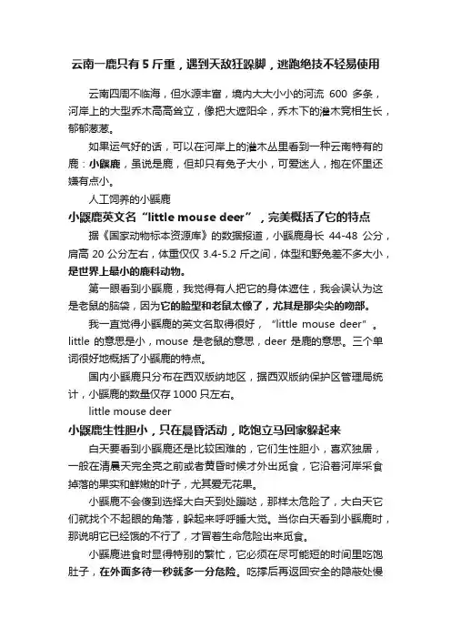 云南一鹿只有5斤重，遇到天敌狂跺脚，逃跑绝技不轻易使用