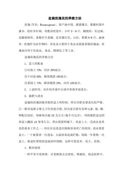 盆栽玫瑰花的养殖方法