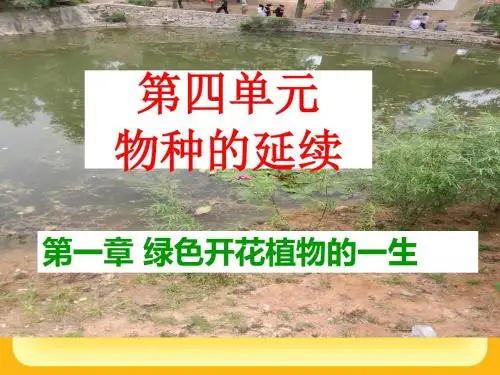 【初中生物】植物的无性生殖PPT课件7