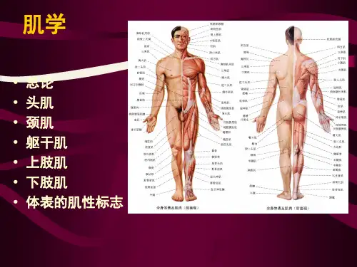系统解剖学运动系统肌学PPT.