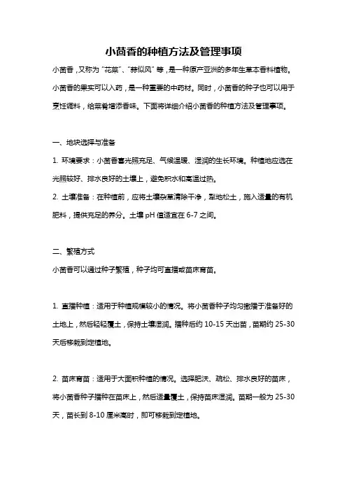 小茴香的种植方法及管理事项
