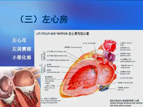心脏三维解剖分析(左心)  ppt课件