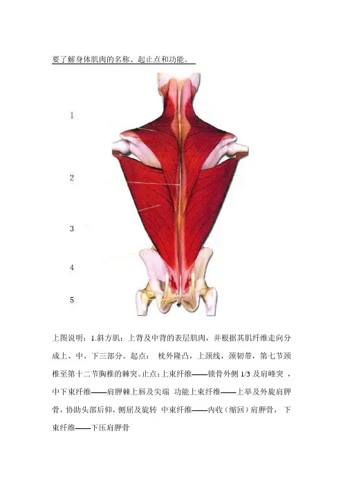 人体的肌肉彩图及说明
