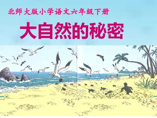 语文六年级下北师大版《大自然的秘密》课件(24张)