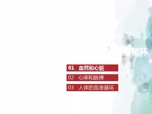 苏教版-生物-七年级下册-10.2 人体的血液循环