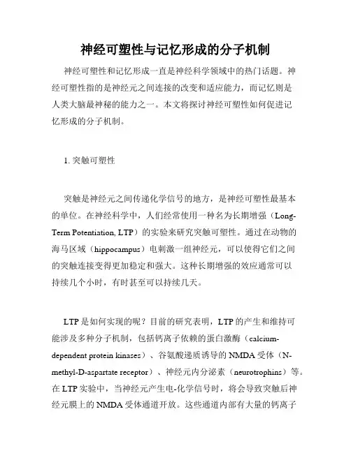神经可塑性与记忆形成的分子机制