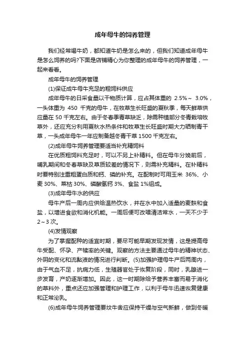 成年母牛的饲养管理