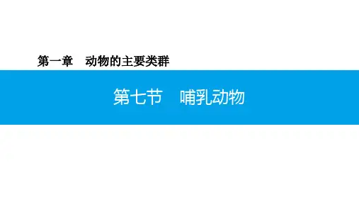 5.1.7 哺乳动物-2020年秋人教版八年级上册生物课件(共29张PPT)