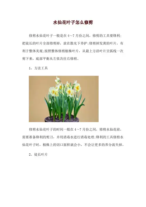 水仙花叶子怎么修剪