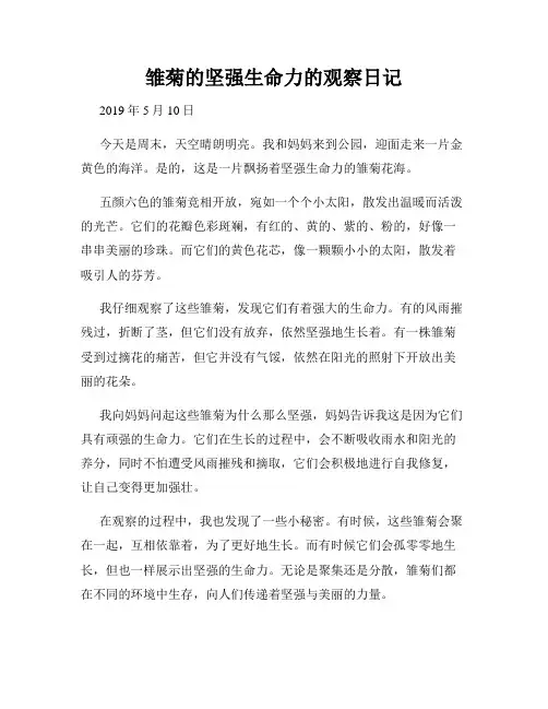 小学三年级作文雏菊的坚强生命力的观察日记
