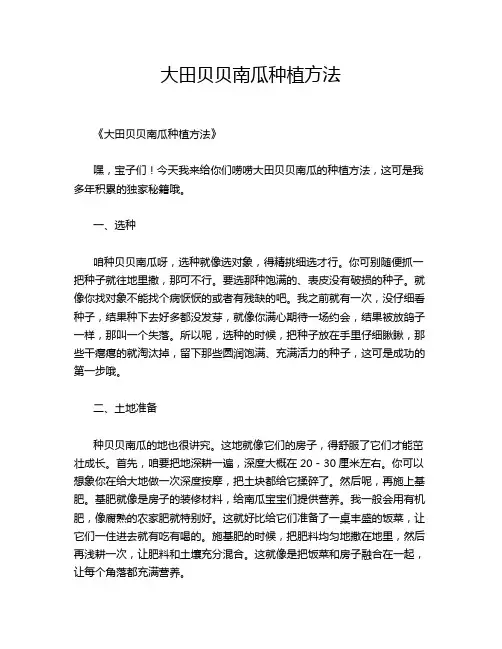 大田贝贝南瓜种植方法