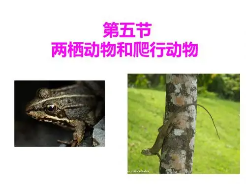 第五节两栖动物和爬行动物