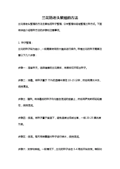 兰花捂老头繁殖的方法