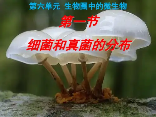 6.1.1 细菌和真菌的分布课件2020-2021学年鲁科版生物七年级下册