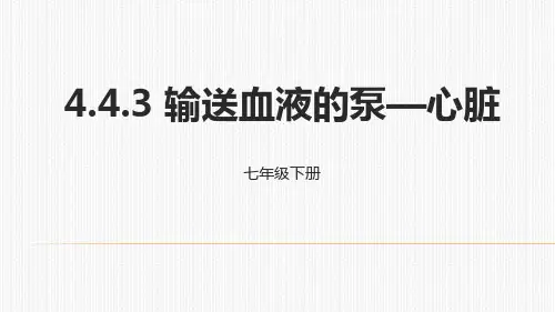 《输送血液的泵——心脏》PPT课件