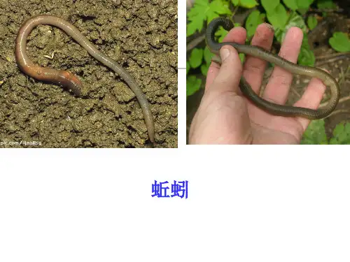 《蚯蚓》PPT课件