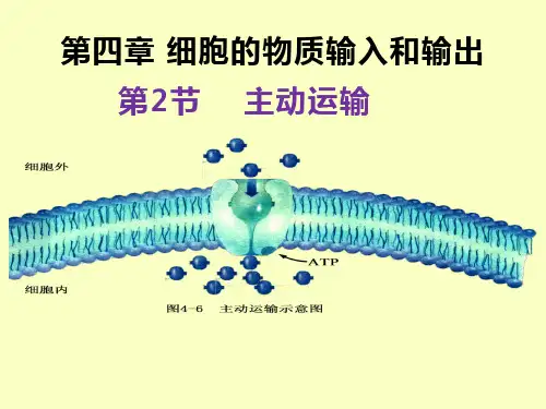主动运输和胞吞、胞吐ppt课件