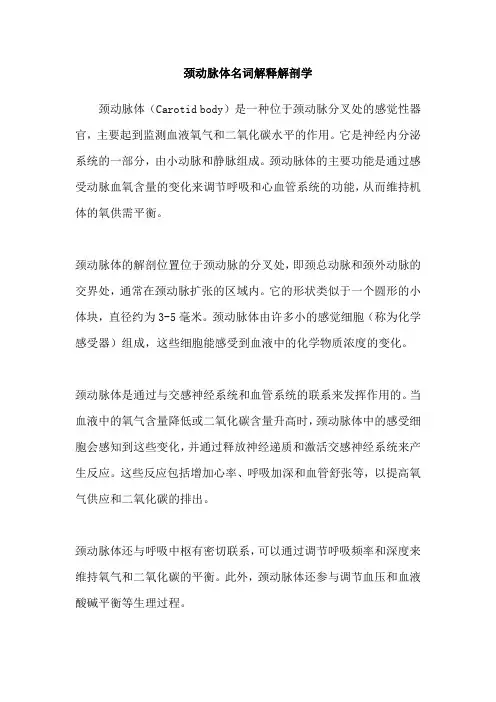 颈动脉体名词解释解剖学