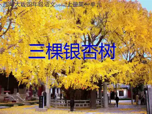 四年级语文上册 三棵银杏树 2课件