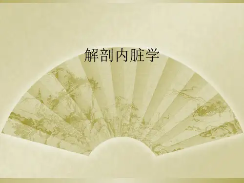 解剖内脏学