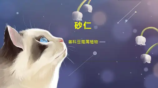 砂仁    