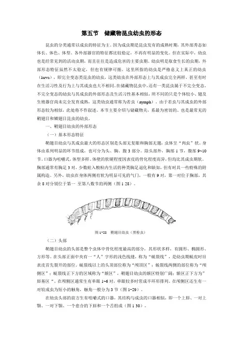 储粮昆虫学：储藏物昆虫幼虫的形态