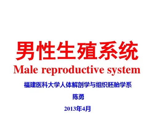 组织学与胚胎学 -- 男性生殖系统 PPT课件