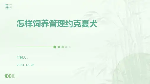 怎样饲养管理约克夏犬