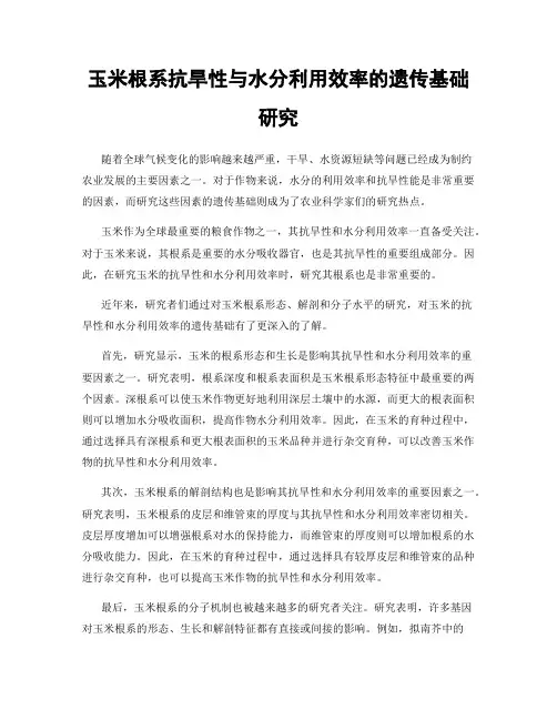 玉米根系抗旱性与水分利用效率的遗传基础研究