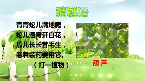 小学语文二年级上册14 我要的是葫芦