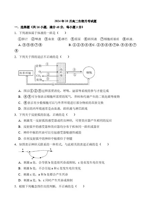 湖南省岳阳市岳阳县第一中学2024-2025学年高二上学期10月月考生物试题(含答案)
