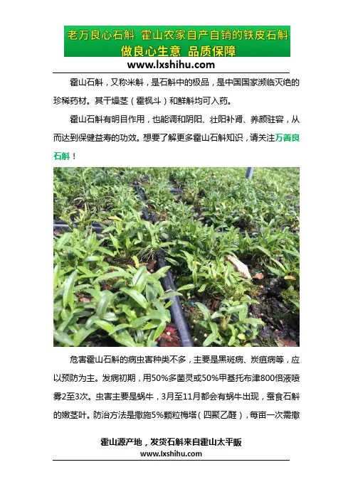 霍山石斛栽种