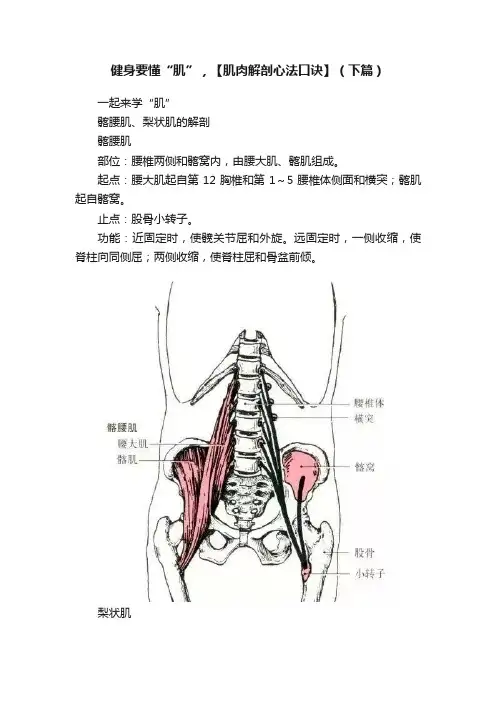 健身要懂“肌”，【肌肉解剖心法口诀】（下篇）