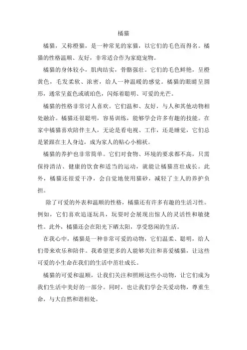 介绍一种事物——橘猫