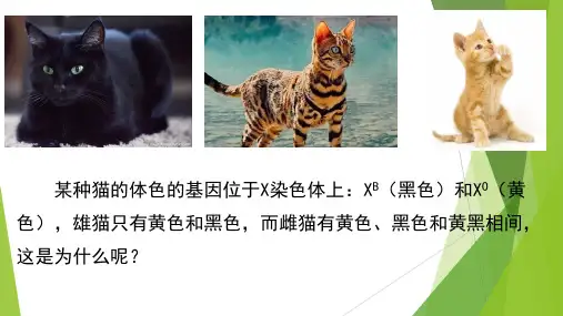 人教版必修二4.2基因表达与性状的关系(共14张PPT)