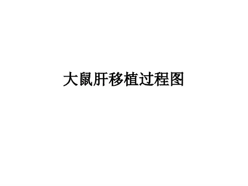 大鼠肝移植过程图
