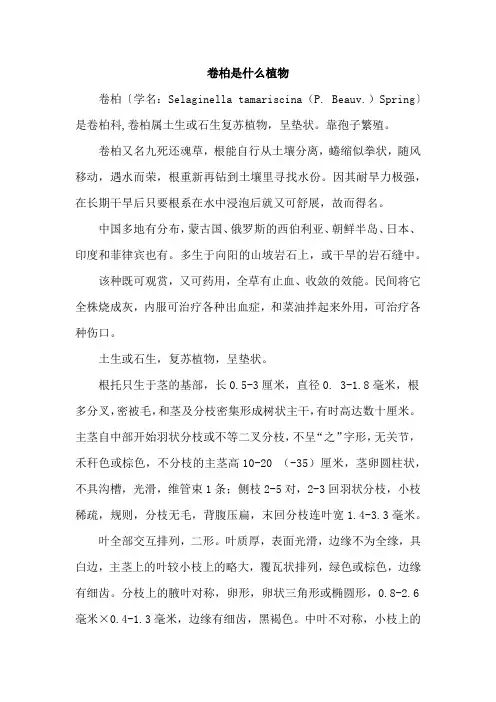 卷柏是什么植物