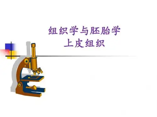 2.上皮组织